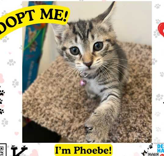Photo of Phoebe