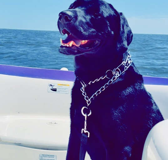 Photo of Beau