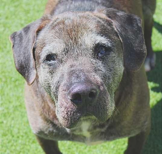 Photo of Whiskey Wombat