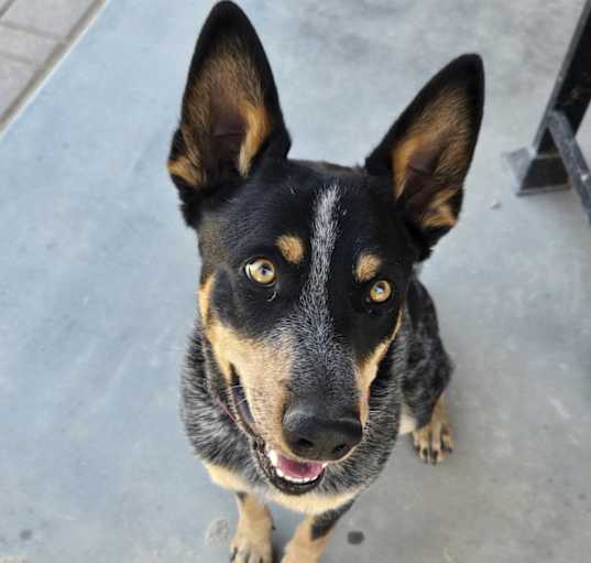 Photo of Duke