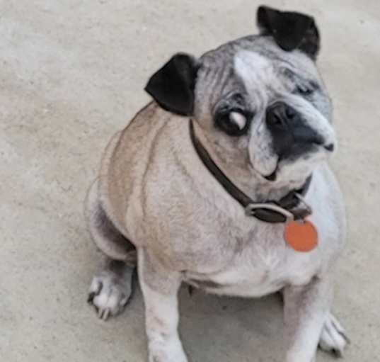 Photo of Bella