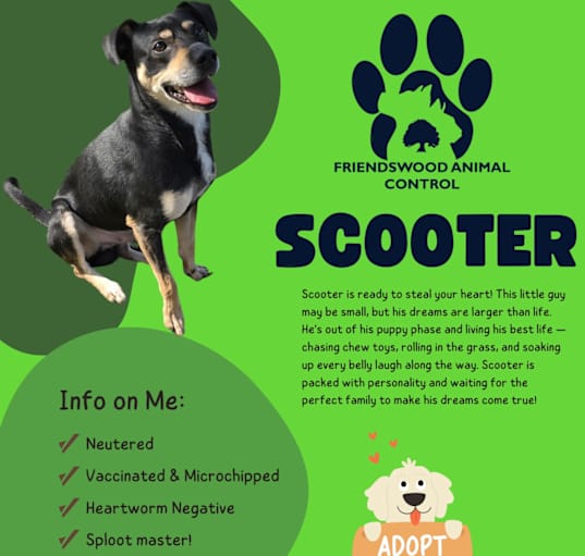 Photo of Scooter