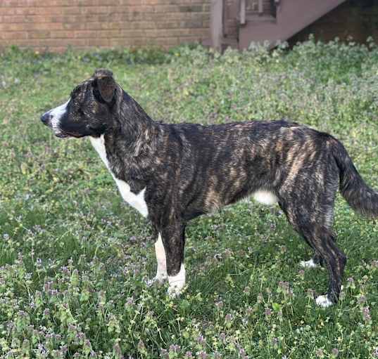 Photo of Blaze