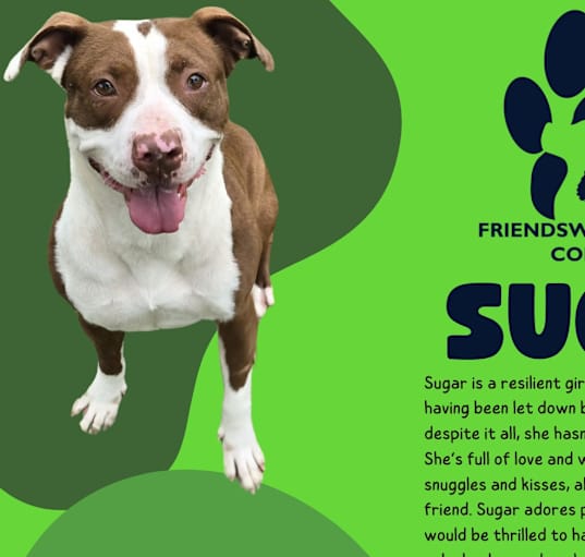 Photo of Sugar