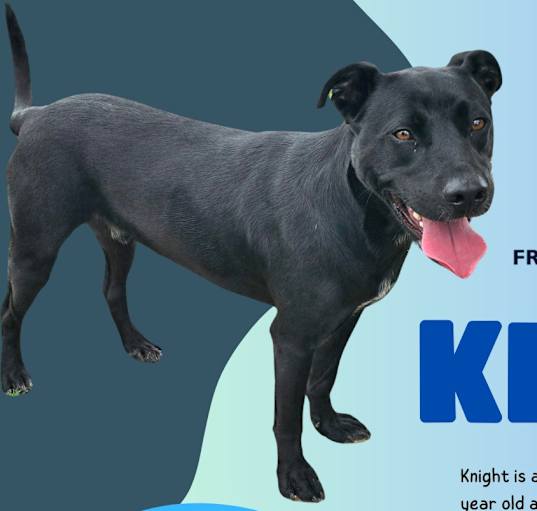 Photo of Knight
