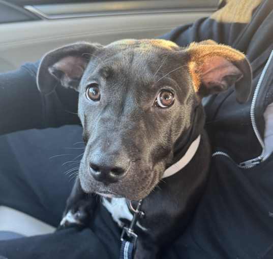 Photo of Lyla