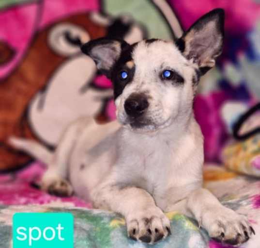Photo of Spot KK