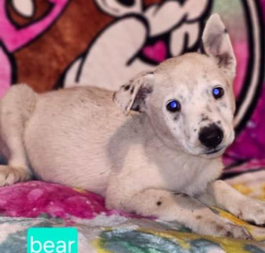 Photo of Bear KK