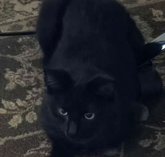 Photo of Shadow
