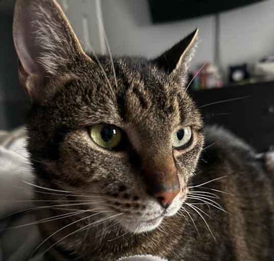 Photo of Clancy