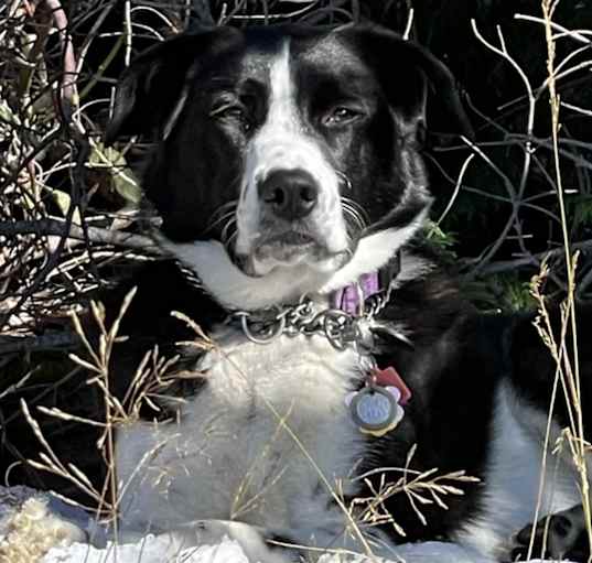 Photo of Fin