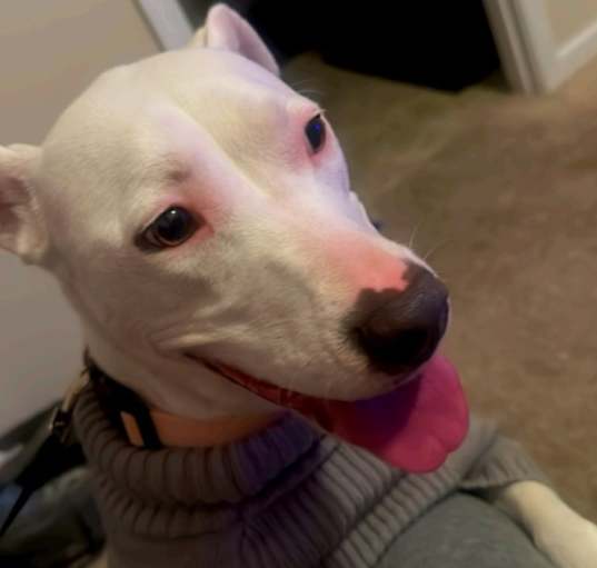Photo of Coco