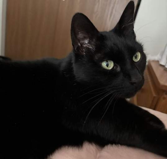 Photo of Comet