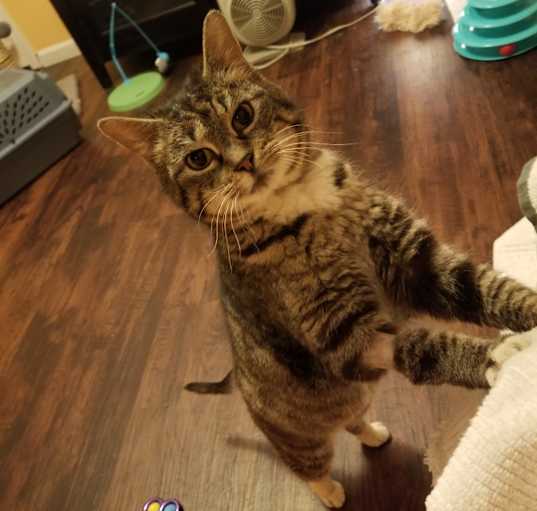 Photo of Boots (and Caesar)