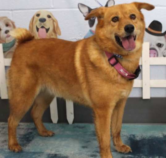Photo of Everest URGENT PLEASE SAVE HER