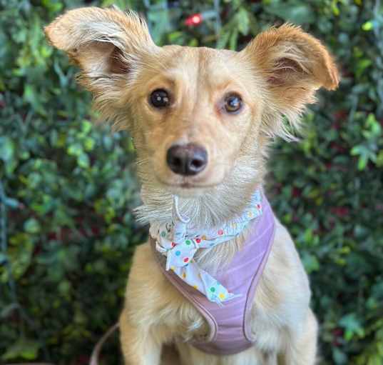 Photo of Tequila