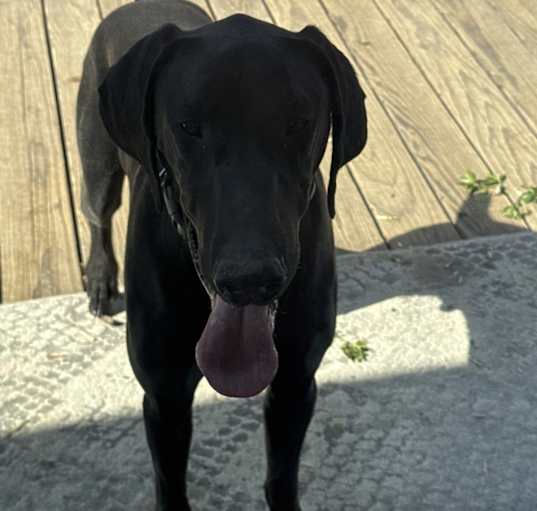 Photo of Snickers