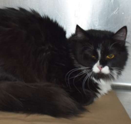 Photo of 88496 Smokey
