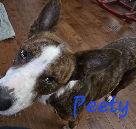 Photo of PETEY