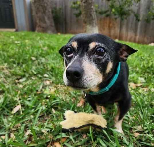 Photo of Hot Dog
