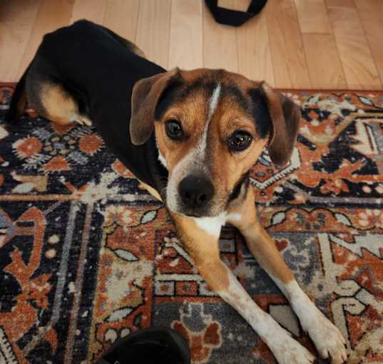 Photo of Josie