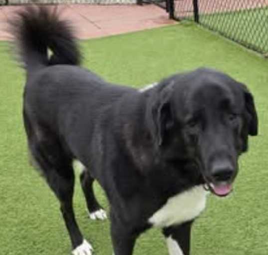 Photo of Butler