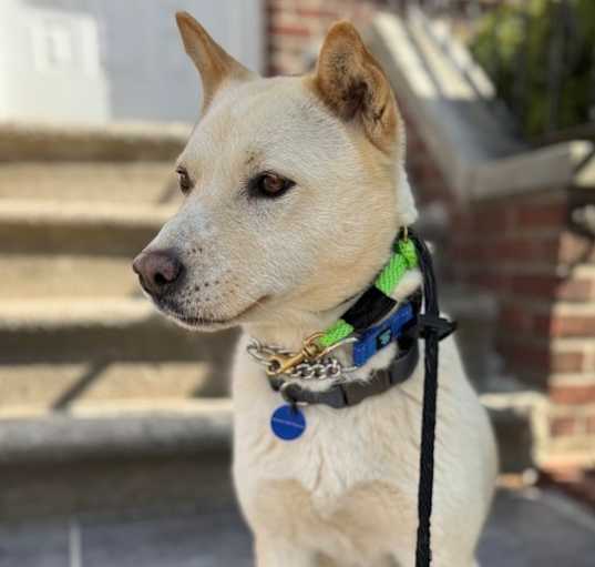 Photo of Sunny