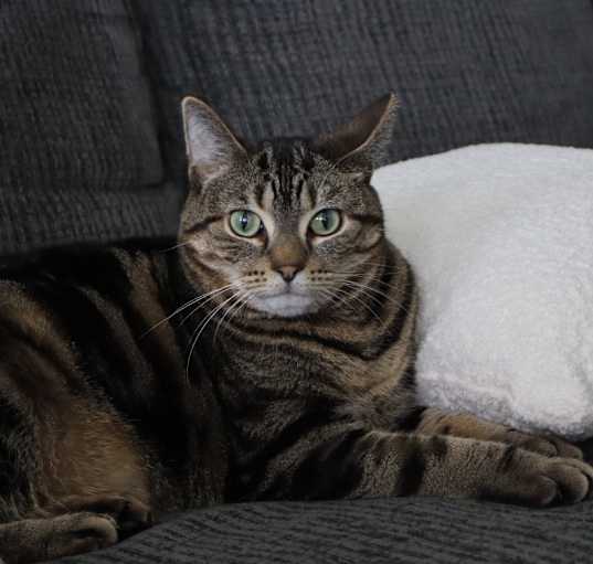 Photo of kiki
