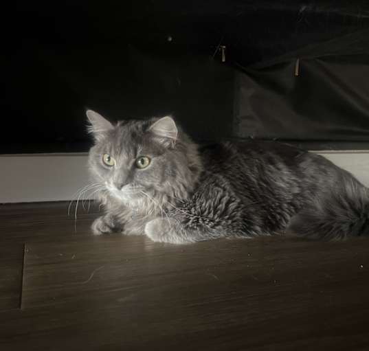 Photo of Biscuit