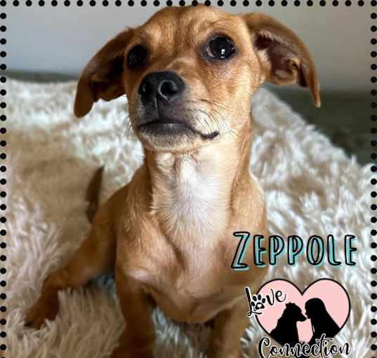 Photo of Zeppole
