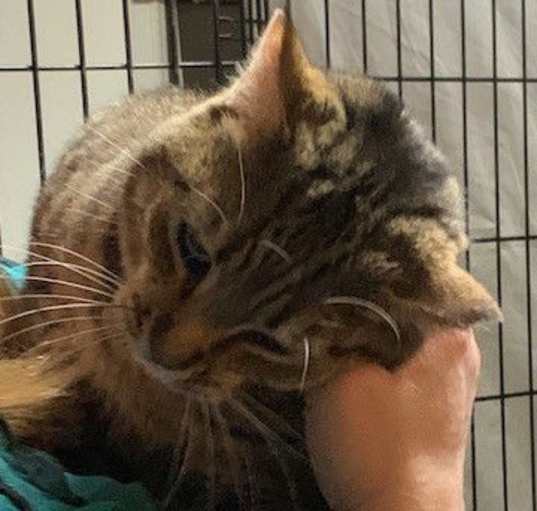Photo of Milo