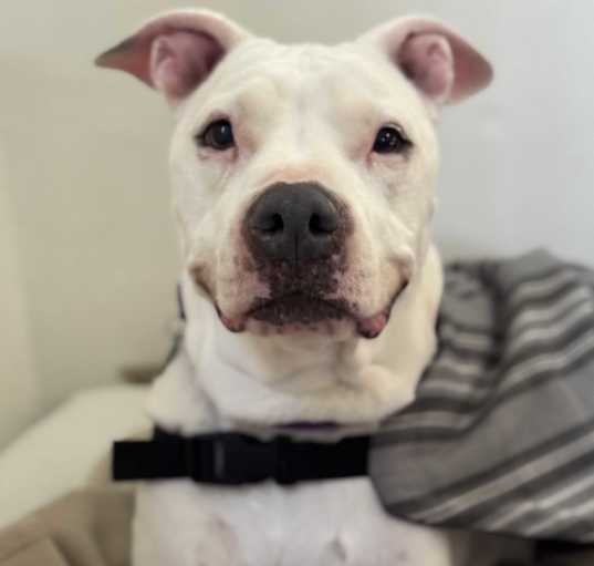 Photo of Dolly