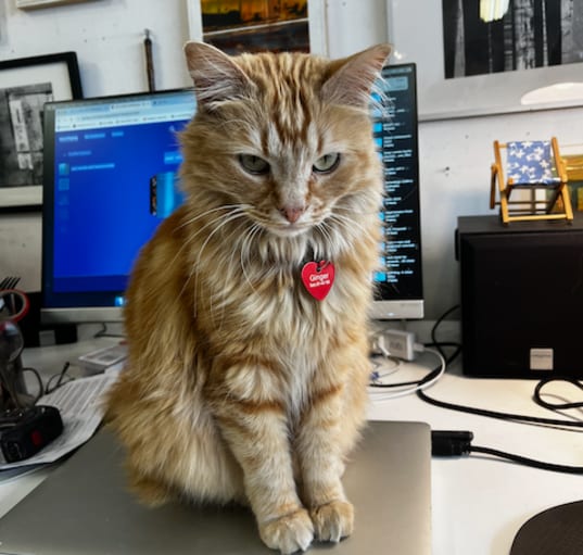 Photo of ginger