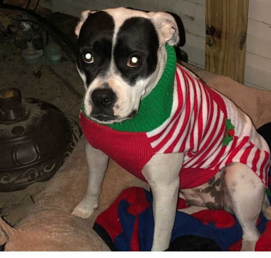 Photo of Harley