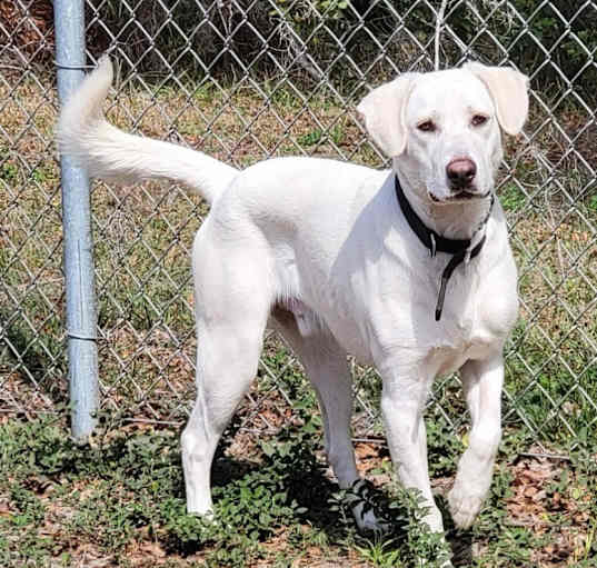 Photo of Krypto