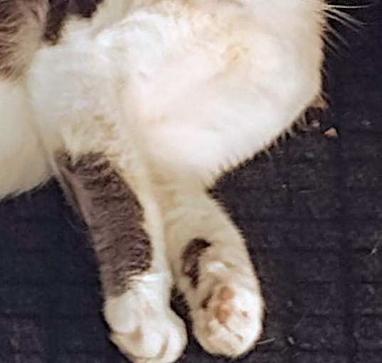 Photo of GREY