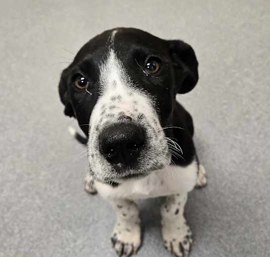 Photo of Duke