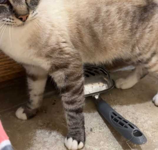 Photo of Scarlet