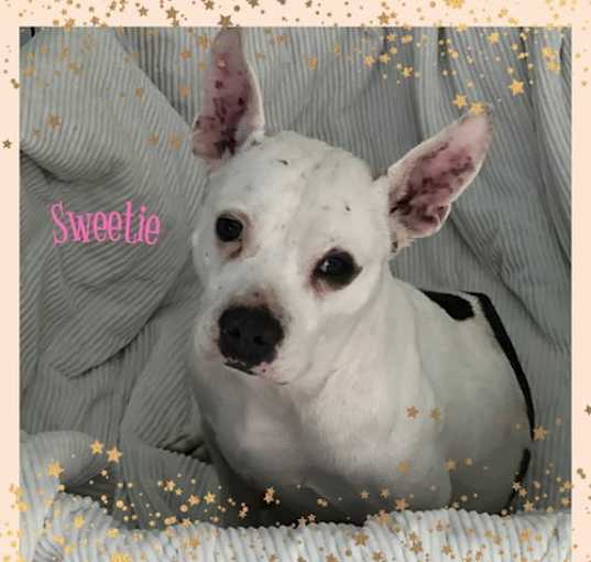 Photo of Sweetie