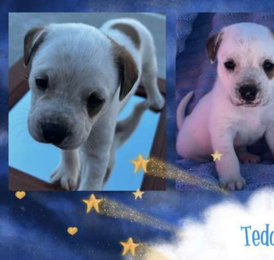 Photo of Teddy
