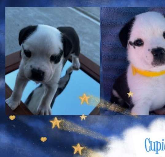Photo of Cupid