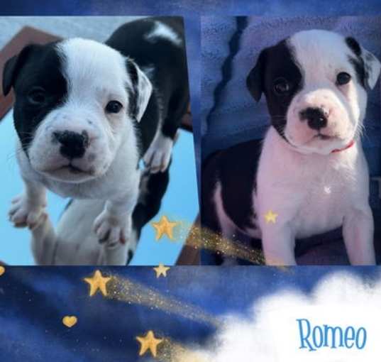 Photo of Romeo