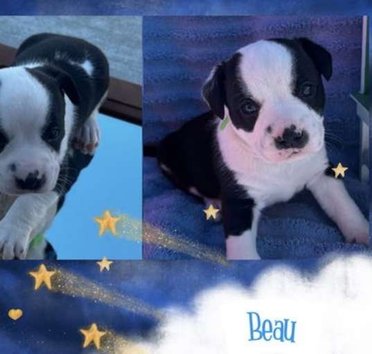 Photo of Beau