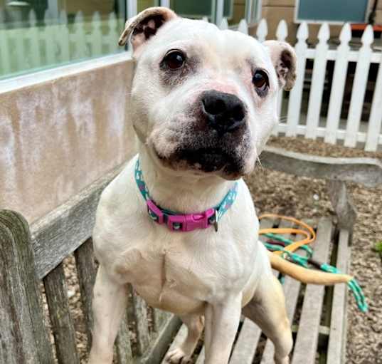 Photo of Darla