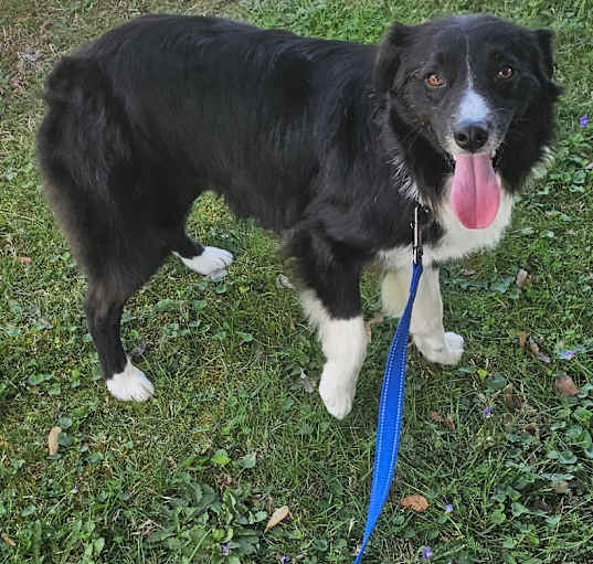Photo of Barkley