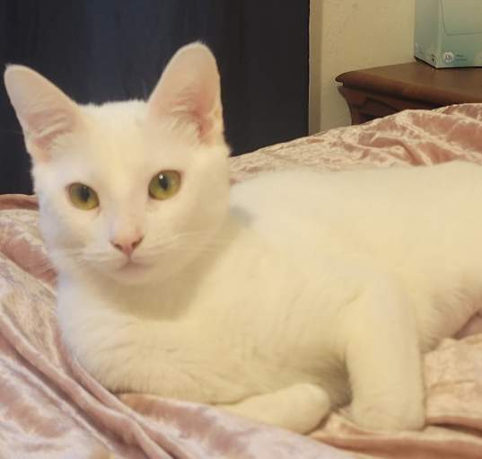 Photo of Yin