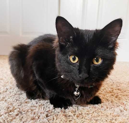 Photo of Coraline