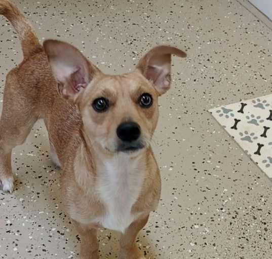 Photo of Cooper