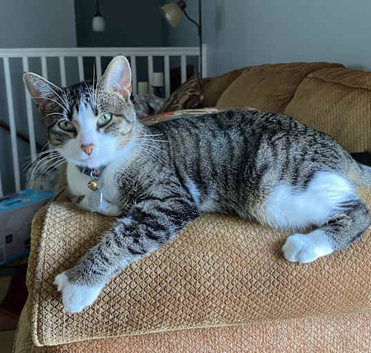 Photo of Lovie