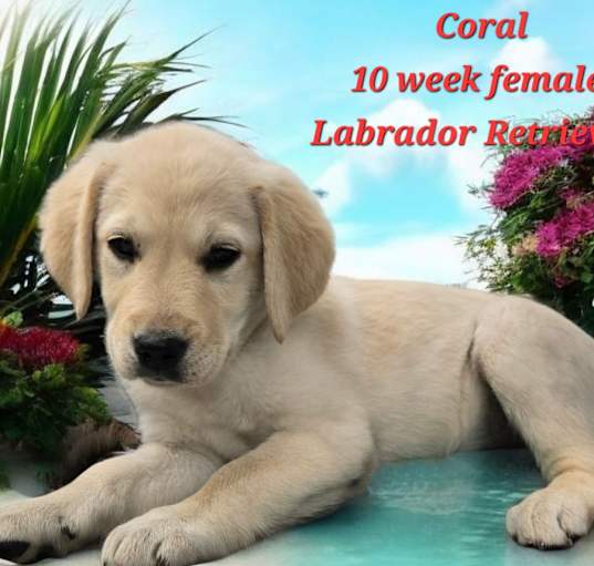 Photo of Coral